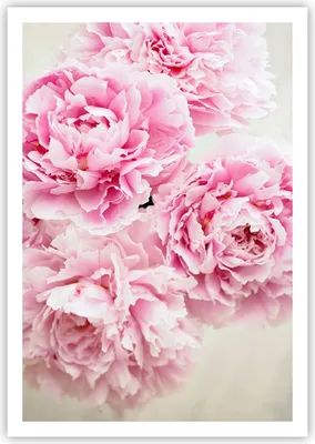 Produktbild von Poster - Poster ohne Rahmen - Pfingstrosen Blumenstrauß Blumen - 70x100 cm - Wand Bild - Wanddeko - Wandbilder - Kunstposter - Wandposter - Bilder - Kunstdruck - Wanddekoration - P2XPA70x100-4961