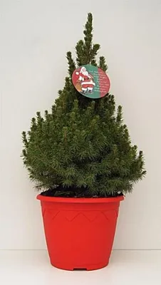 Produktbild von Zuckerhutfichte / Weißfichte im Dekorationstopf und Grußetikett - Picea glauca Conica - 40-50cm