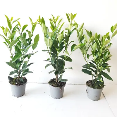 Produktbild von 20 Kirschlorbeer-Pflanzen (Höhe: 30-40 cm ab 1,3 Liter Topf gemessen), Prunus laur. Caucasica, Heckenpflanzen