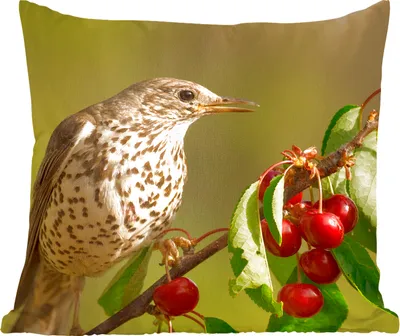 Produktbild von MuchoWow® Zierkissen Sofakissen Wohnzimmer Dekokissen 50x50 cm Vogel auf einem Ast - Komfort - Sofakissen