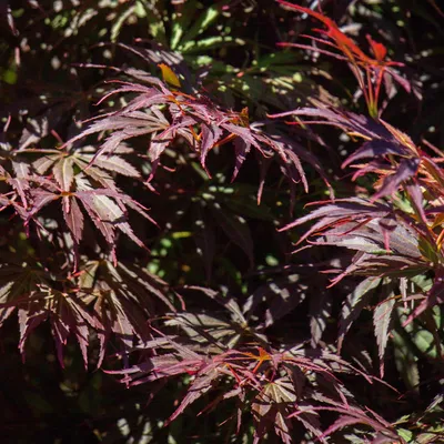 Zdjęcie produktu dla Klon japonski Acer palmatum 'Trompenburg' - 2 sztuki, wysokosc 70cm, srednica