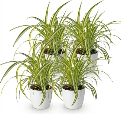 Obrázok produktu pre Chlorophytum comosum Variegatum, sada 4 izbových rastlín v bielom kvetináči s priemerom 12 cm