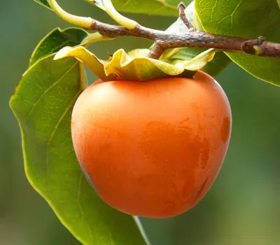 Produktbild von Dehner Kaki-Pflaume Ragno, süß-mildes Aroma, ca. 150-200 cm, 9.5 l Topf, Obstbaum