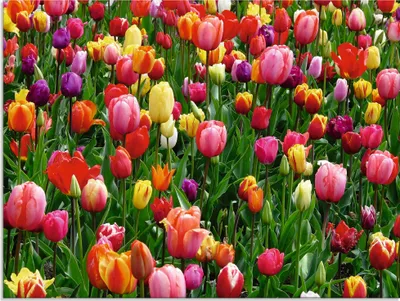 Produktbild von ARTland Glasbild Buntes Tulpenfeld Größe: 60x45 cm