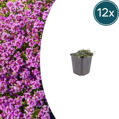Zdjęcie produktu dla Thymus praecox „Coccineus” – tymianek wiosenny – doniczka 9 cm – 10–25 cm – zestaw 12 roślin