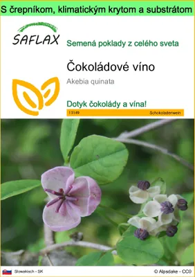 Obrázok produktu pre SAFLAX Garden to go - čokoládové víno - Akebia quinata - 10 Semená - S črepníkom, klimatickým vekom a pestovateľským substrátom