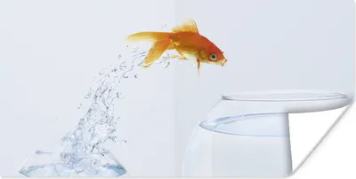 Produktbild von MuchoWow® Poster Goldfisch - Weiß - Fischglas 150x75 cm - ohne Rahmen