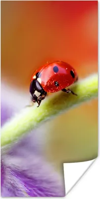Produktbild von MuchoWow® Poster Marienkäfer auf einer lila Blume 20x40 cm - Plakat - Foto