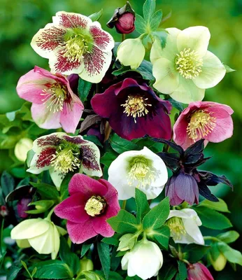Produktbild von BALDUR Garten 9er Christrosen-Mix Winter Dreams, Blumenzwiebeln, winterharte & mehrjährige Stauden, für Standort im Schatten geeignet, blühend, Helleborus