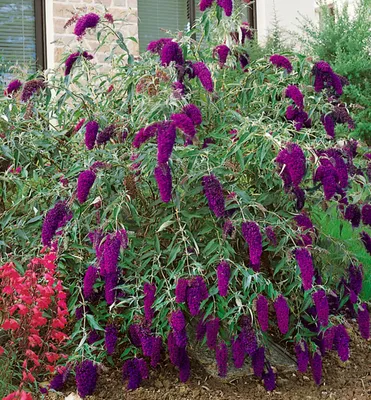 Produktbild von Sommerflieder ´NANHO PURPLE´ 20-30 cm, Cont. 1,4 l