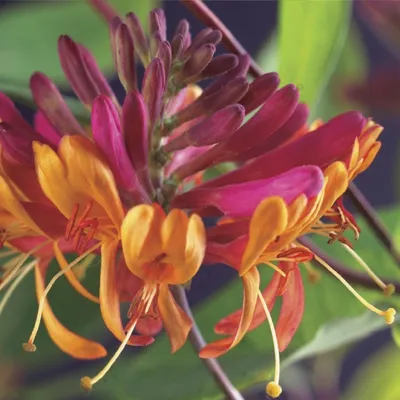 Immagine prodotto di Caprifoglio Lonicera heckrottii Goldflame - 2 piante da 11cm - altezza circa