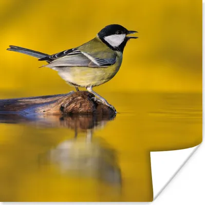 Produktbild von MuchoWow® Poster Kohlmeise - Vogel - Wasser 75x75 cm - Wand Dekoration