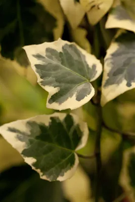 Produktbild von Hedera algeriensis 'Gloire de Marengo', Efeu, grün-weiß, 60–100 cm