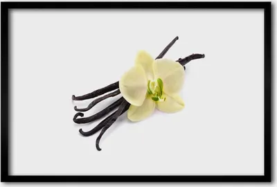 Produktbild von Bild 60x40 MDF-Rahmen Wandkunst Natur Blume Pflanze