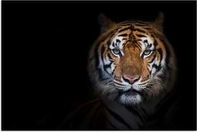 Produktbild von MuchoWow® Poster Tiger - Tier - Porträt 30x20 cm - Plakate - Print