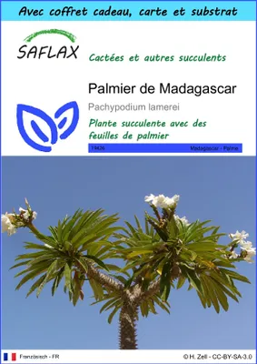 Image de SAFLAX Ensemble-cadeau - Palmier de Madagascar - 10 graines - Pachypodium