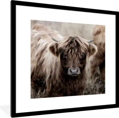 Produktbild von MuchoWow® Gerahmtes Poster Schottischer Hochländer - Kühe - Braun 40x40 cm - Poster mit Schwarzem Bilderrahmen Wandposter Rahmen Foto Bilder - Poster - Plakat im Rahmen
