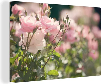 Produktbild von OneMillionCanvasses® - Leinwandbilder - 140x90 cm, Rosen - Blumen - Rosa, Wandbilder Kunstdruck Wanddekoration