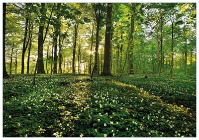 Produktbild von Wallario Premium Glasbild, freischwebende Optik, kräftige Farben, Größe 100 x 70 cm Motiv Waldanemonen und Sonnenstrahlen im Wald
