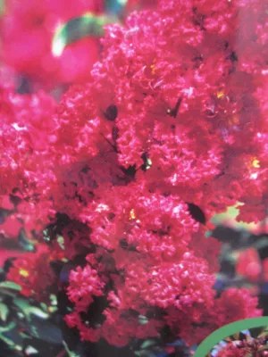 Produktbild von Lagerstroemia indica Dynamite ® - Chinesische Kräuselmyrte - 40-60cm
