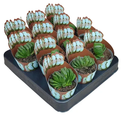 Produktbild von Haworthia truncata - seltene Haworthie - Rarität - 6,5cm Topf - 15cm hoch