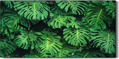 Produktbild von Wanduhr Bürouhr Leinwand Bild Geräuschlos Kunstdruck 60x30 Blumen Monstera Blatt - schwarze Hände