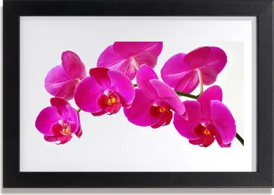 Produktbild von Bild 30x20 MDF-Rahmen Wandkunst Blumen Pflanzen