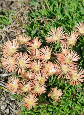 Zdjęcie produktu dla Delosperma sutherlandii 'Peach Star', kwiat południowy, kolor brzoskwiniowy, doniczka ok. 9x9 cm