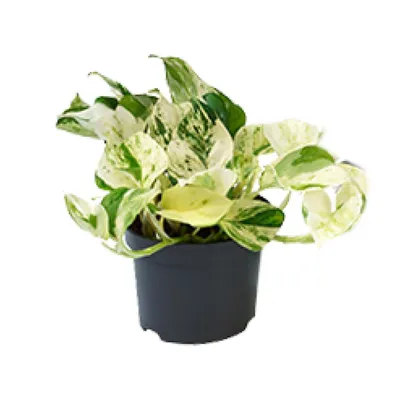 Image de Epipremnum Happy Leaf Ø12Cm - ↕15Cm
