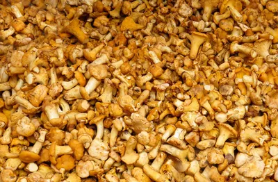 Produktbild von hansepuzzle 40700 - Pfifferlinge Puzzle, 500 Teile, Ernährung, 46,0 x 30,0cm mit hochwertiger Aufbewahrung, Kartonbox & Beutel