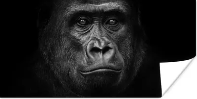 Produktbild von MuchoWow® Poster Gorilla - Schwarz - Weiß - Tiere - Porträt 120x60 cm - Bild