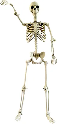 Produktbild von Halloween Skelett – Realistische Wetterfestes Knochengerüst Gruselpuppe Für Garten Vorgarten Feier Balkon Hof Innen Außen Foto Party Requisite, ABS