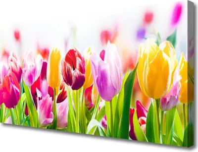 Produktbild von Tulup Leinwand-Bilder 100x50 Wandbild Canvas Kunstdruck Tulpen Pflanzen