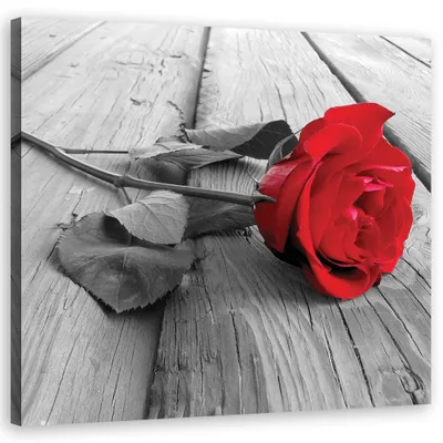 Produktbild von Leinwandbild Rote Rose 50x50 Feeby Rot bild für die wand bereit zum aufhängen