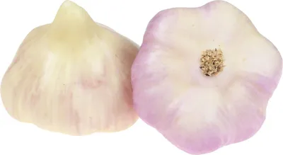 Produktbild von Künstlicher Deko-Knoblauch für dekorative Arrangements, 2 Stück