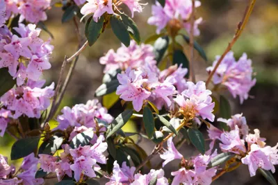 Produktbild von Rhododendron rubiginosum, rosa Blüten, 40–50 cm