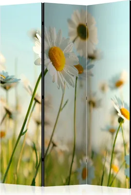 Produktbild von 3-teiliger Einseitiger Vlies Paravent - Daisies - spring meadow 135x172 cm Blumen b-C-0458-z-b