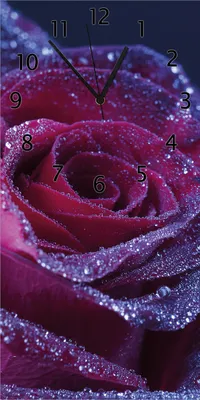 Produktbild von Wallario Design Wanduhr Rote Rosenblüte im Regen aus Echtglas, Größe 30 x 60 cm