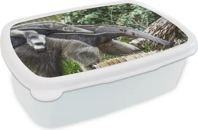 Produktbild von KitchenYeah® Lunchbox Brotzeit Brotdose 17x11 cm Ameisenbär - Pflanze - Tier Kinder Brotzeitdose - Lunch Box - Kinder - Sandwich-Box - Schulbox - Lunch Boxen