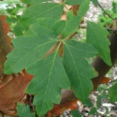Produktbild von Zimtahorn - Acer griseum | 60- 80 cm in Container