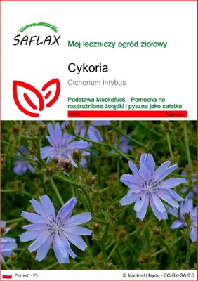 Zdjęcie produktu dla SAFLAX - Cykoria - 250 Nasiona - Cichorium intybus