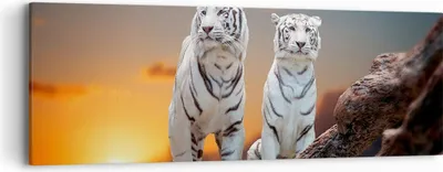 Produktbild von Bild auf Leinwand - Leinwandbild - Tiger weiß Rock Sonnenuntergang - 90x30cm - Wand Bild - Wanddeko - Leinwanddruck - Bilder - Kunstdruck - Wanddekoration - Leinwand bilder - Wandkunst - AB90x30-2901