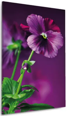 Produktbild von Wallario Premium Leinwandbild Lila Stiefmütterchen in Größe 60 x 90 cm
