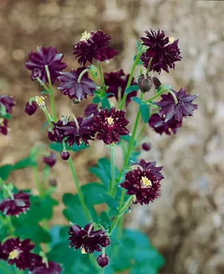 Produktbild von Aquilegia atrata, Akelei, dunkelviolett, ca. 9x9 cm Topf