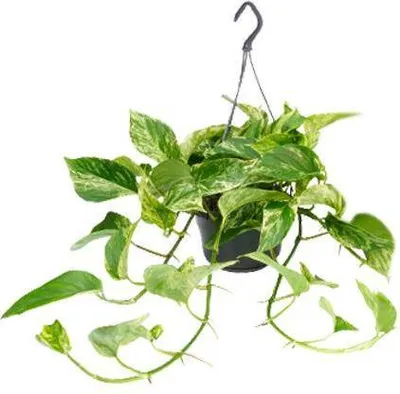 Produktbild von Efeutute Marble Queen Epipremnum Scindapsus Ø15cm ↕25cm Weiß-Grüne Zimmerpflanze