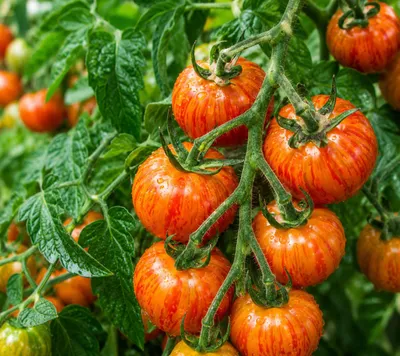 Produktbild von SaatPilot Tomate 'Tigerella' 200 Samen Cocktailtomate