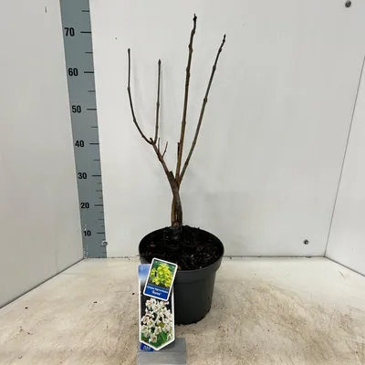 Obrázek produktu pro Catalpa bignon. 'Aurea' – trubač | 60–70 cm v květináči