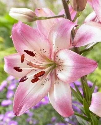 A close-up of a pink and white lily flower with brown stamens.