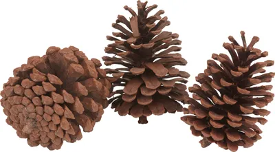 Produktbild von VBS Pinienzapfen, 3 Stück, ca. H 10 - 13 cm