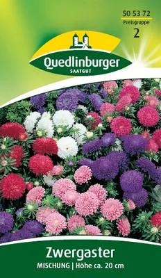 Produktbild von Quedlinburger Saatgut - Zwerg-Astern Mischung - Samen - 505372